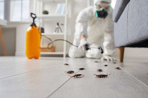 Post-Treatment Bed Bug Interceptor Monitoring in Mountain View Ranches